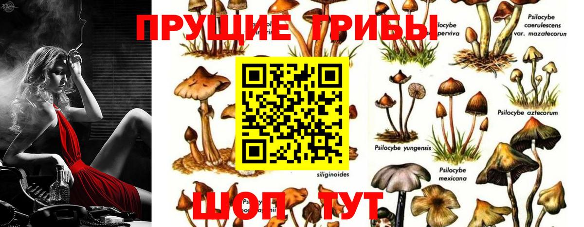 Псилоцибиновые грибы Psilocybine cubensis  цены   Темрюк 